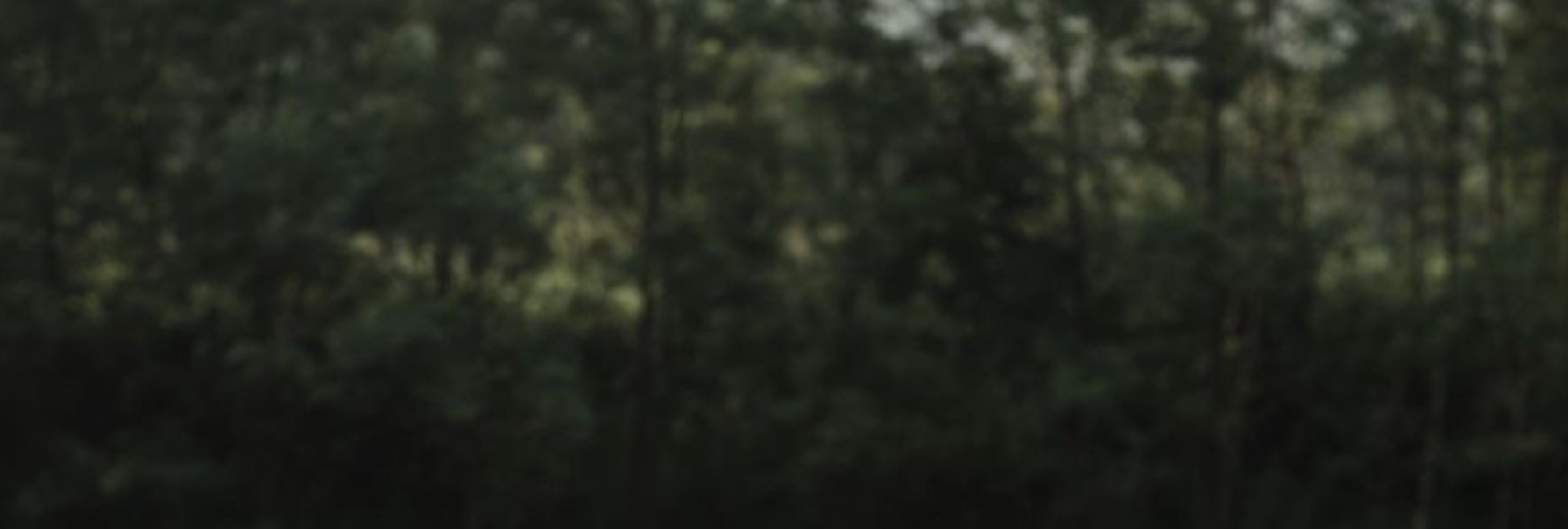 Forest Background