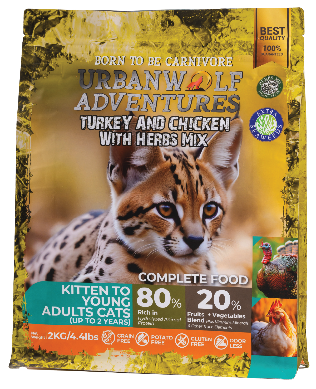 /img/cat-original/kitten-adult/20.Kitten.png